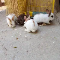بچه خرگوش