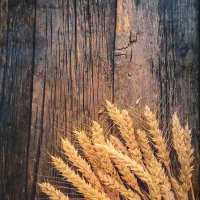 فرش ۱/۵*۱ شیک و اقتصادی|فرش|اصفهان, مولوی|دیوار