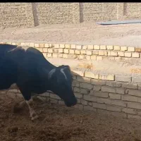 گوساله گاو  ماده جوان|حیوانات مزرعه|تهران, خلیج فارس|دیوار