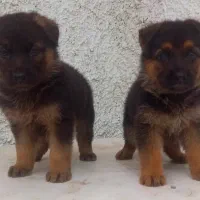 سگ ژرمن شیپرد جرمن کینگ سایز موکوتاه توله (ماده)|سگ|تهران, آبشار|دیوار