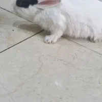 خرگوش  چشم شرابی