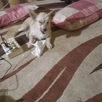 سگ نژاد اشپیز