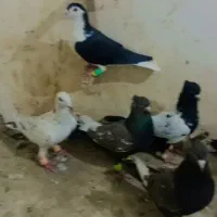 کبوتر