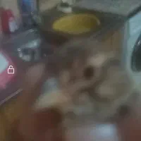 یه دونه سهره خاکی جوانه فک کنم یکی برایم اورده|پرنده|بجنورد, |دیوار