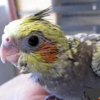 جوجه عروس هلندی