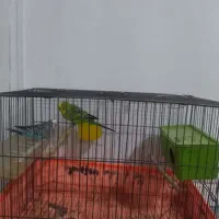 مرغ عشق|پرنده|شیراز, گلدشت معالیآباد|دیوار