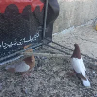 کفتر رنگی|پرنده|شاهین‌شهر, شهرک گلدیس|دیوار