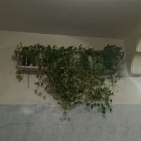 گل آپارتمانی|گل و گیاه طبیعی|شهریار, شهرک امیریه|دیوار