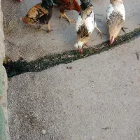 خروس و‌ مرغ جوان محلی|حیوانات مزرعه|سنگدوین, |دیوار