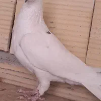 کفتر یا کبوتر هم پرشی هم جفتی