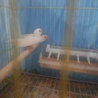 فنچ|پرنده|بندرعباس, |دیوار