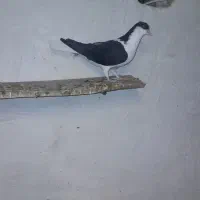 کبوتر رنگی|پرنده|آبگرم, |دیوار