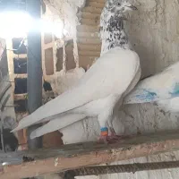 کبوتر تیدی .پرشی|پرنده|قلعه نو, |دیوار