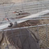 بلدرچین|پرنده|سیب و سوران, |دیوار