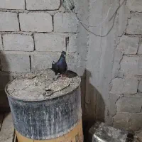 کفتر غلاق