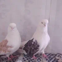 کبوتر دوکت نوک قنار