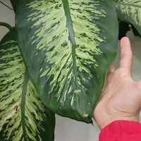 دیفن باخیا غولپیکر|گل و گیاه طبیعی|سراب, |دیوار