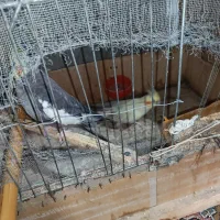 عروس هلندی|پرنده|زابل, |دیوار