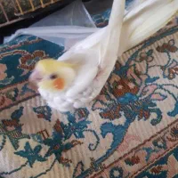عروس هلندی سرلاکی