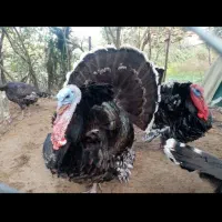 فروش بوقلمون نر