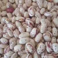 فروش لوبیا چیتی اعلا سرحد یاسوج در نوراباد|خوردنی و آشامیدنی|نورآباد ممسنی, |دیوار