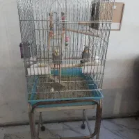 دوعدد جوجه عروس هلندی نر سخنگو با قفس