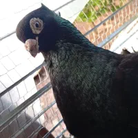 کبوتر صرب معاوضه با طوقی یا اشعل زاغ