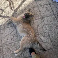 سگ اشپیتز نر|سگ|ارومیه, |دیوار