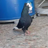 کبوتر|پرنده|مرودشت, تامین اجتماعی|دیوار