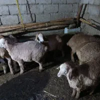 ۳۰ عدد گوسفند بره دار قاپی قوینی