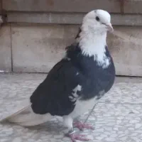 کفتر کبوتر|پرنده|قم, زند آباد|دیوار