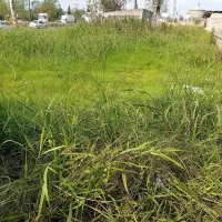 خدمات باغی چمنزنی علفزنی علفتراشی لی زنی تمشک زنی|خدمات باغبانی و درختکاری|رشت, گیل|دیوار