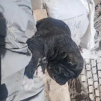 کوچوک نسل دار اینده دار|سگ|باخزر, |دیوار