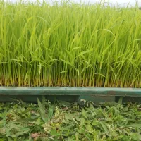 توم نشا هاشمی