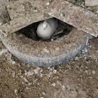 کبوتر دم رنگی همه رقم|پرنده|مرند, |دیوار