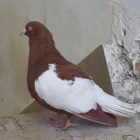 ابلغ افغانی چندتا بزرگ وجوجه