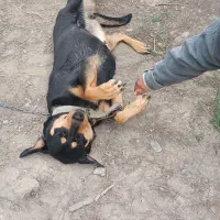 سگ ماده دوبرمن