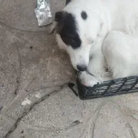 گمشده