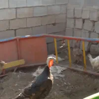 بوقلمون ماده شرط تخم