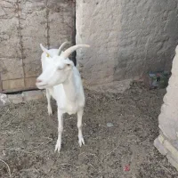 بز سانن|حیوانات مزرعه|فردوس (خراسان), |دیوار
