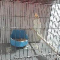 عروس لوتینو