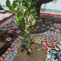 ۴ عدد گل طبیعی زیبا|گل و گیاه طبیعی|ایوان, |دیوار