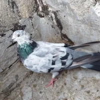 کبوتر پرشی گرفتنی ۵تا نر یجایی