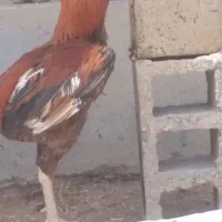 خروس لاری دانگ بالا