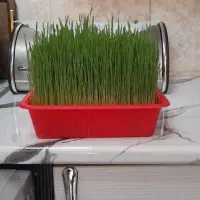 سبزه|گل و گیاه طبیعی|همدان, |دیوار