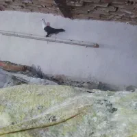 یه نر کل سفید مهر مهر