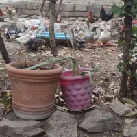 غازو اردک وخروس|حیوانات مزرعه|تهران, حکیمیه|دیوار