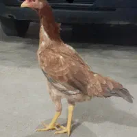 مرغ وخروس لاری|حیوانات مزرعه|بانه, |دیوار