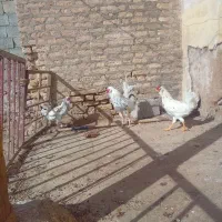 درود خدمت همشهری های عزیزفروش3عدد خروس گلین