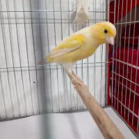 قناری ماده آماده